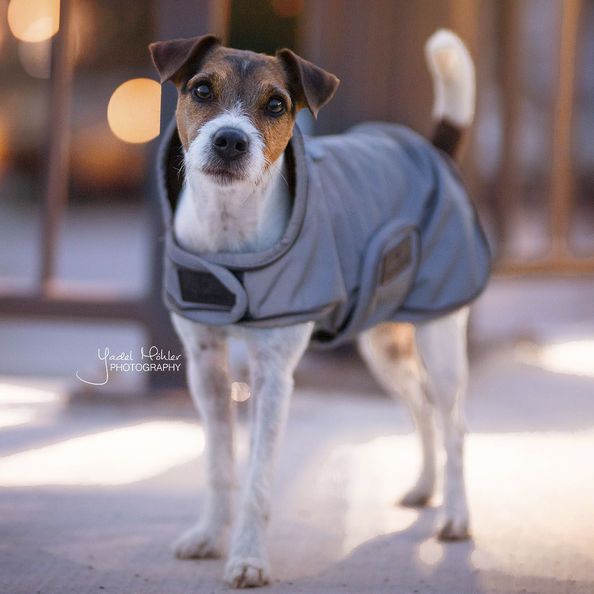 Dog coat reflective & water-repellent in silver Dog coat reflective & water-repellent in silver