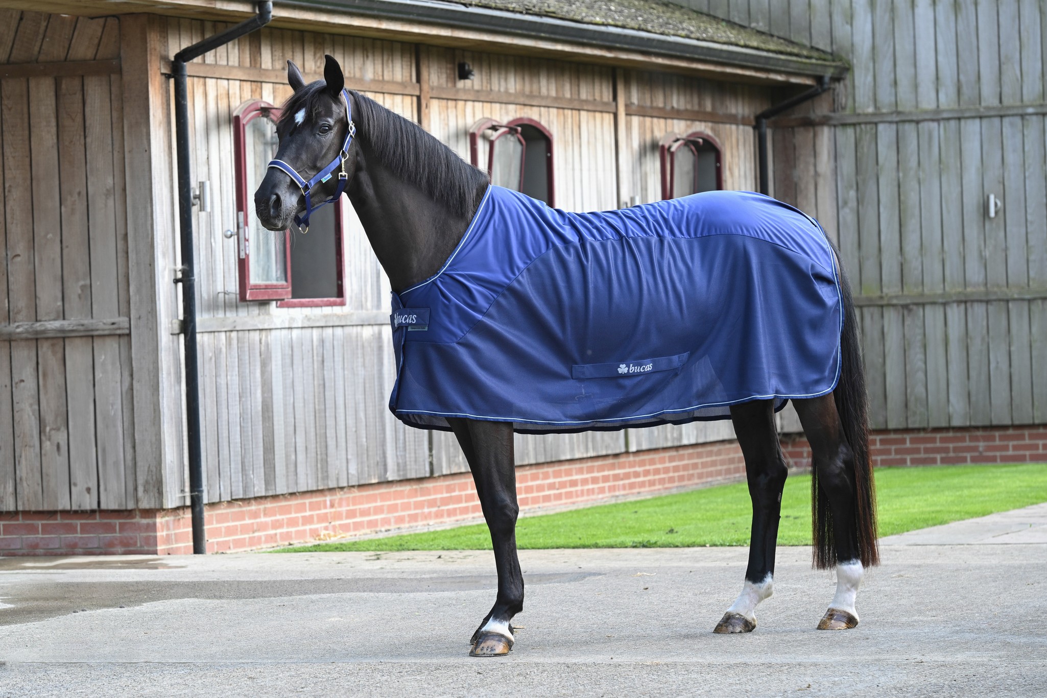 Abschwitzdecke Competition Cooler in Navy