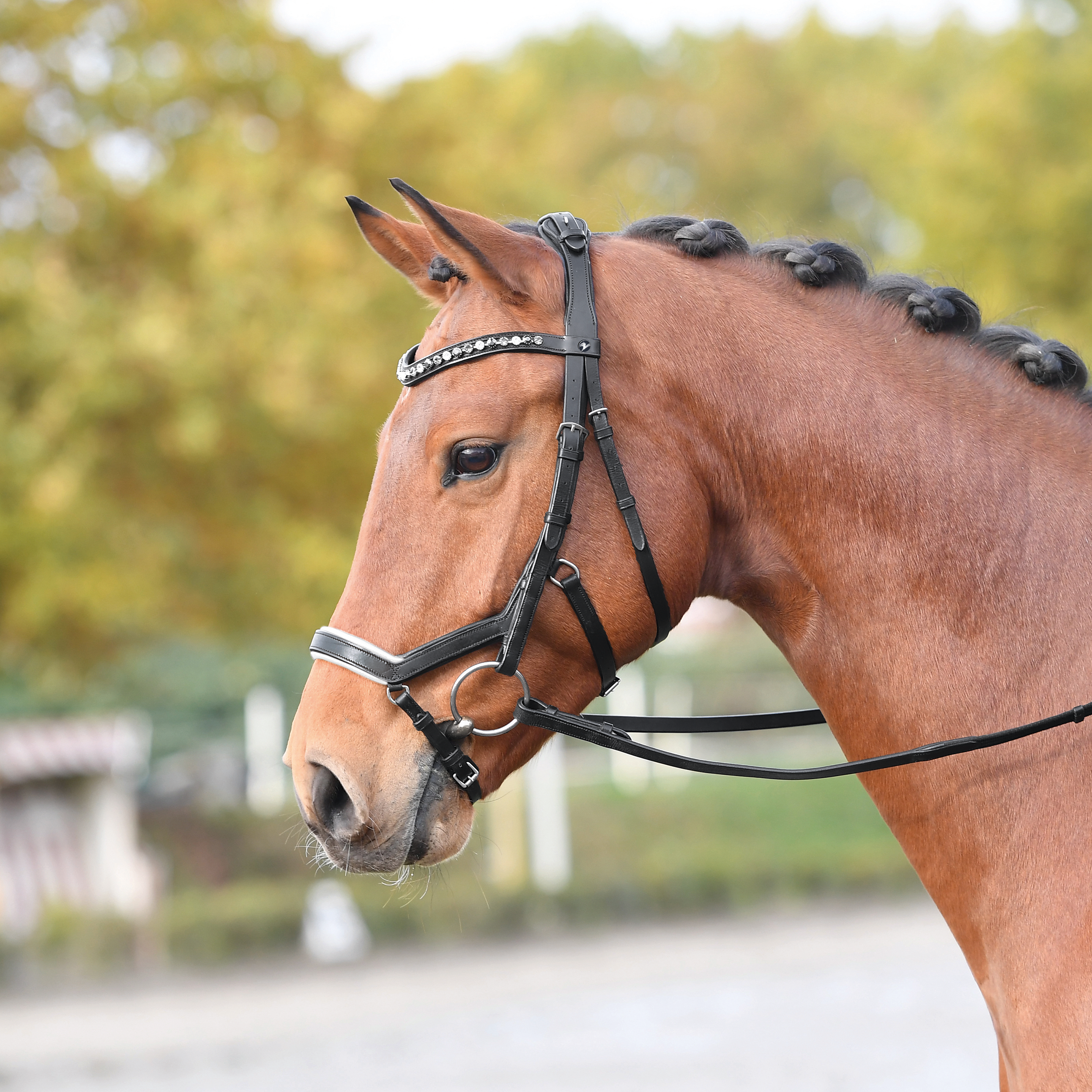 Snaffle Feeling