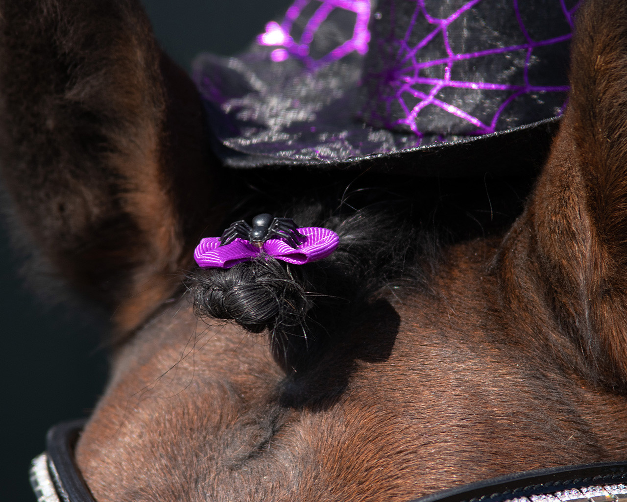 Mane bows Halloween
