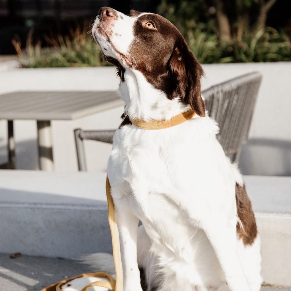 Collier de chien Velvet