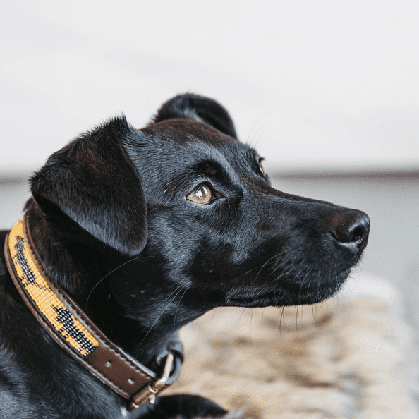 Dog collar Handmade Pearls