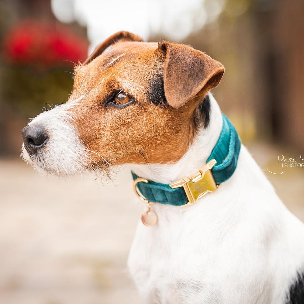 Hunde Halsband Velvet
