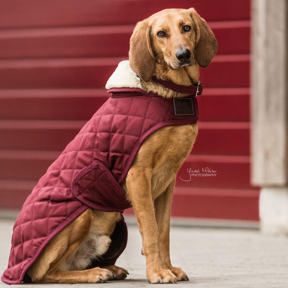 Manteau pour chien Original