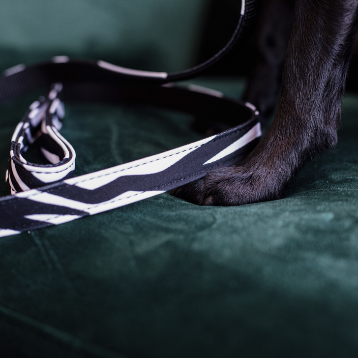 Dog lead lizard 1.2 m