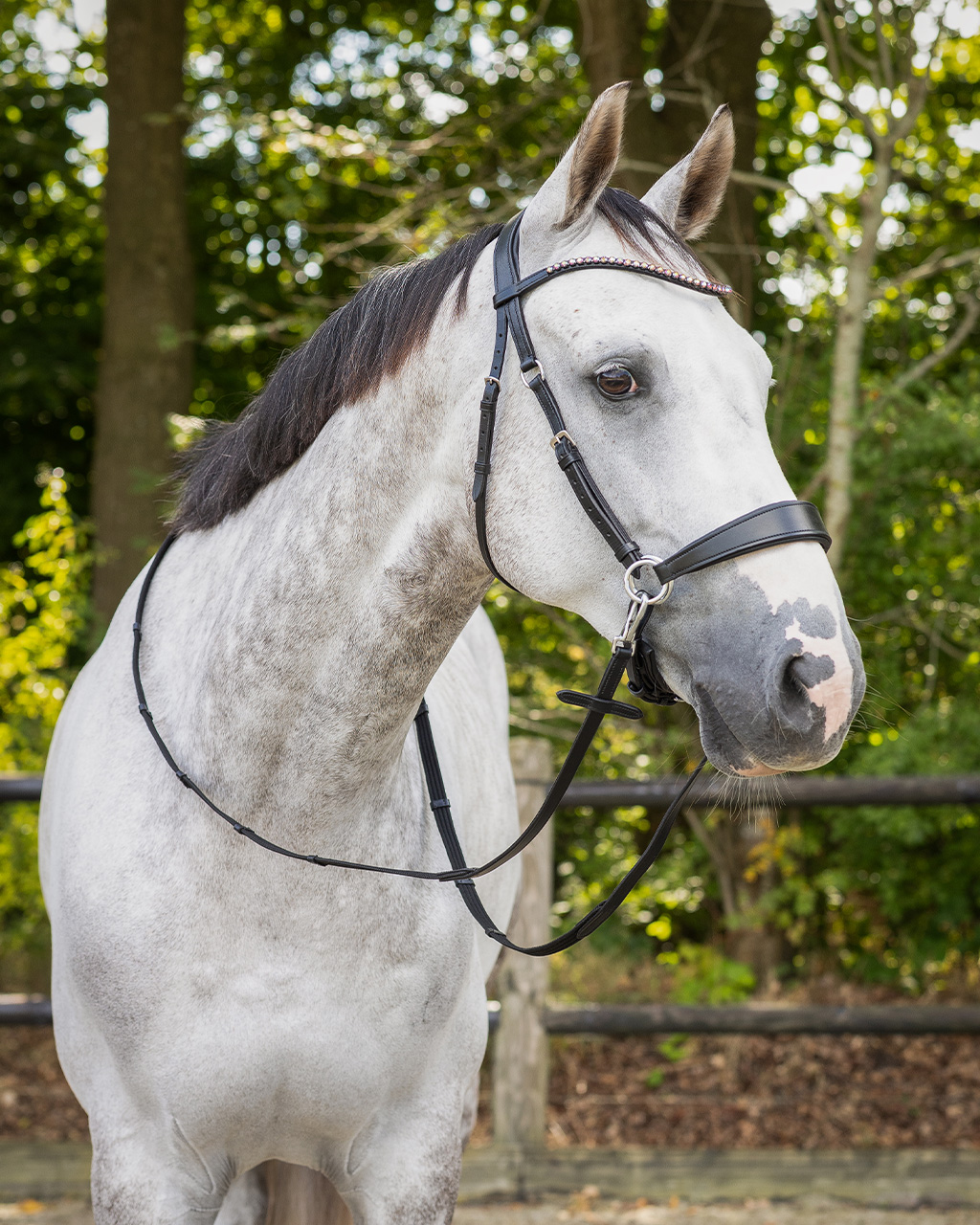 Snaffle bitless Sunna