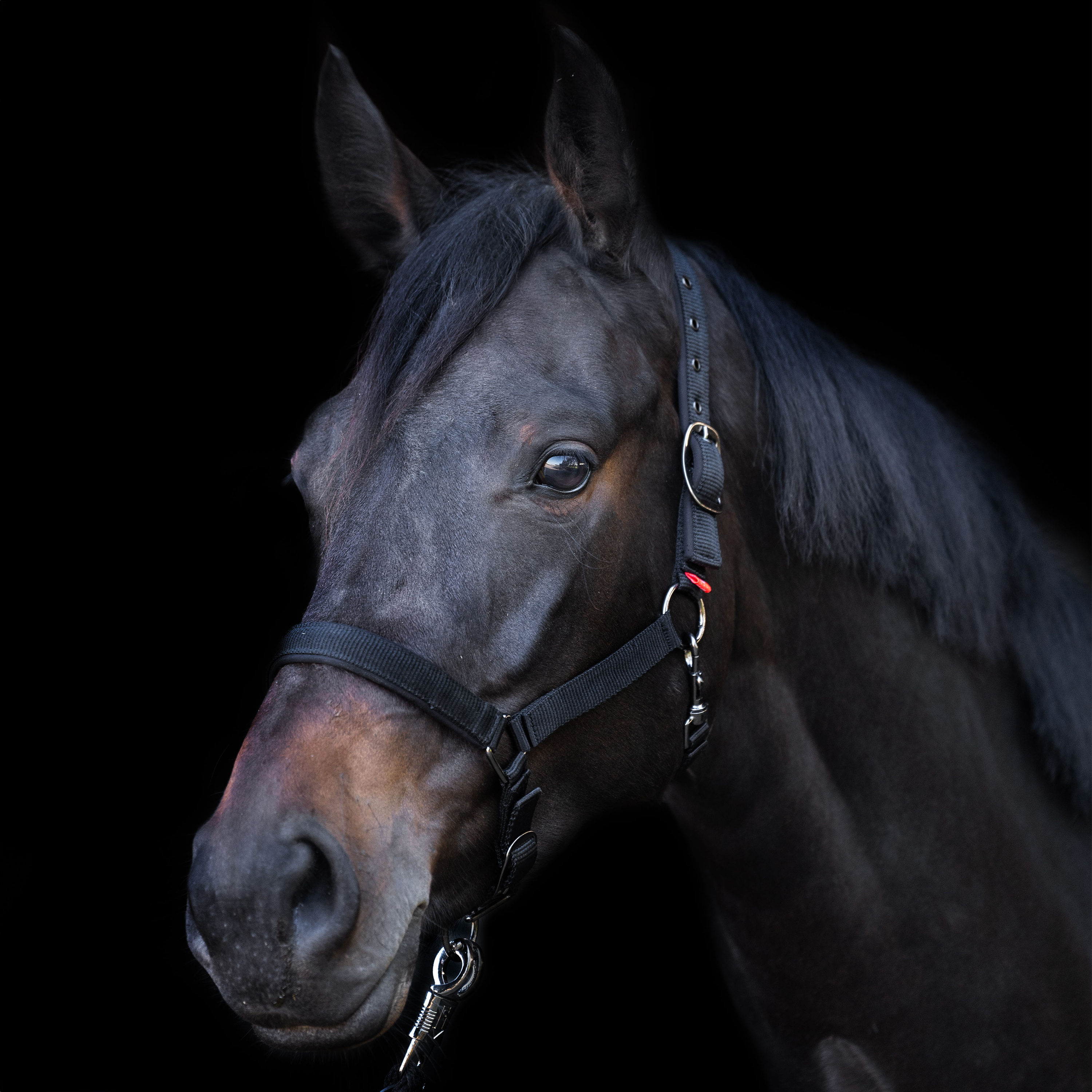 Halfter Yearling