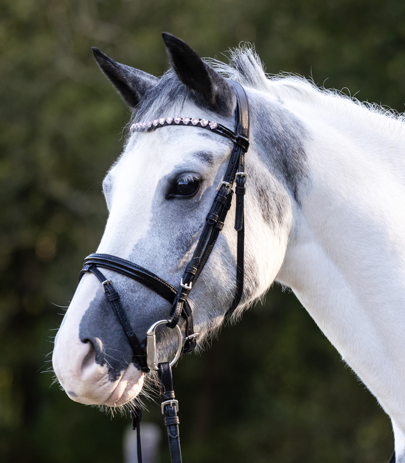 Trensenzaum Happy Hearts