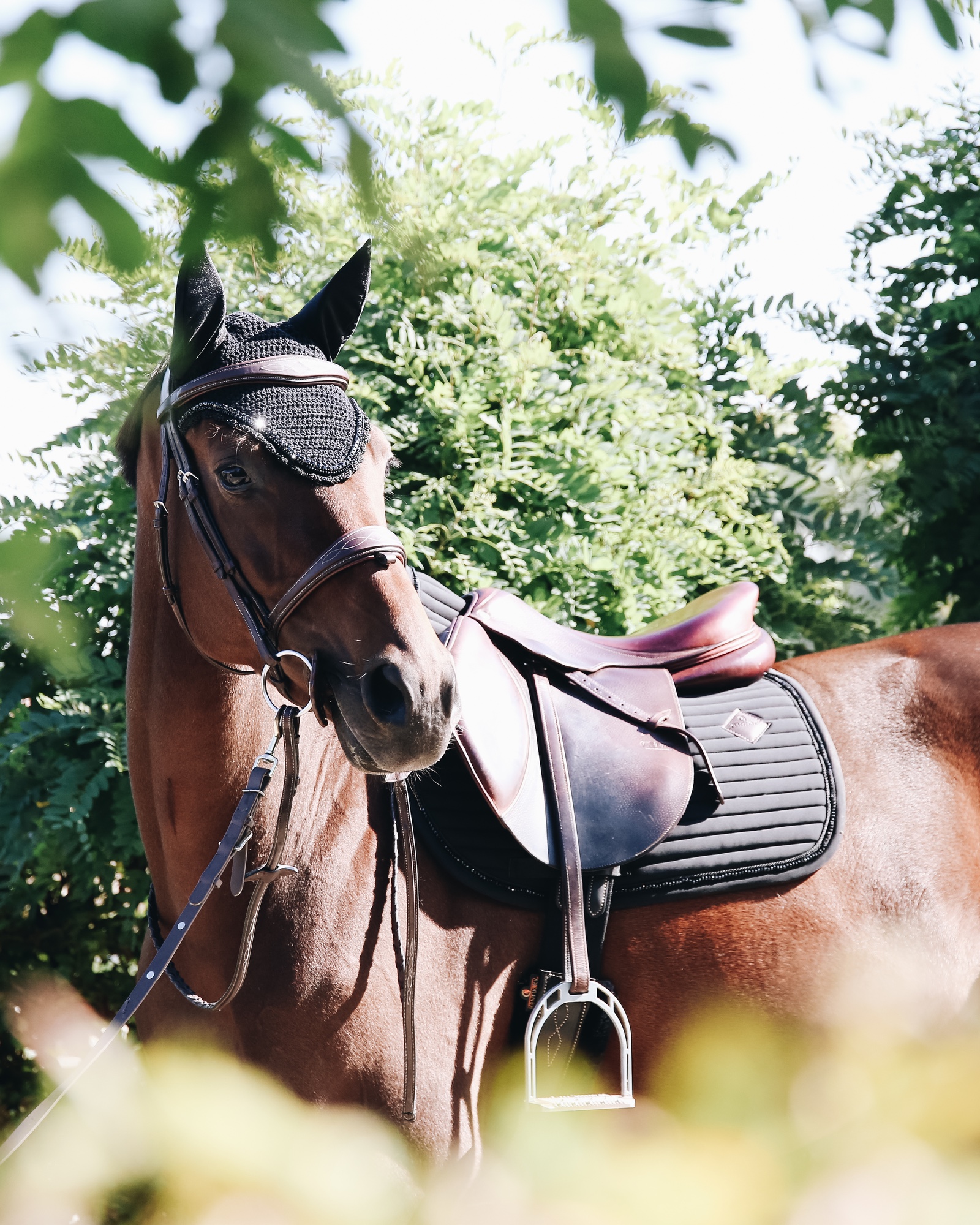 Jumping saddle pad Pearls