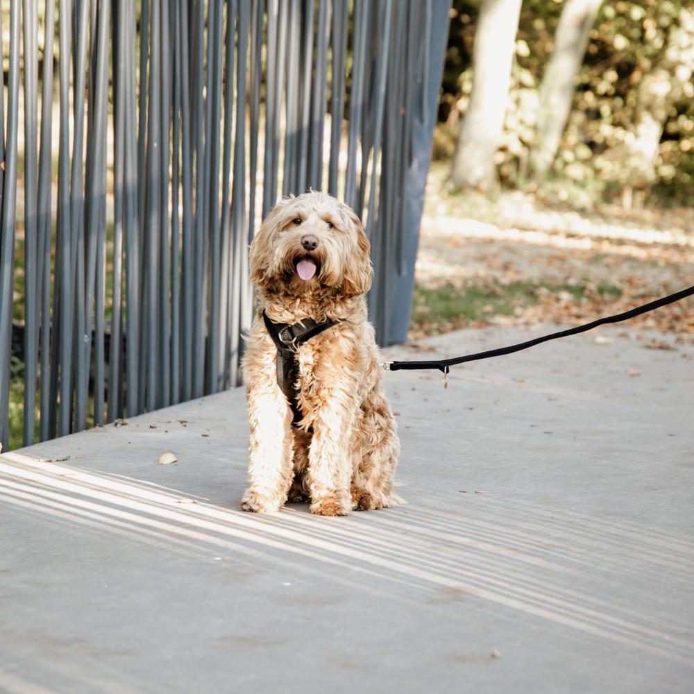 Harnais pour chien Aktiv Velvet