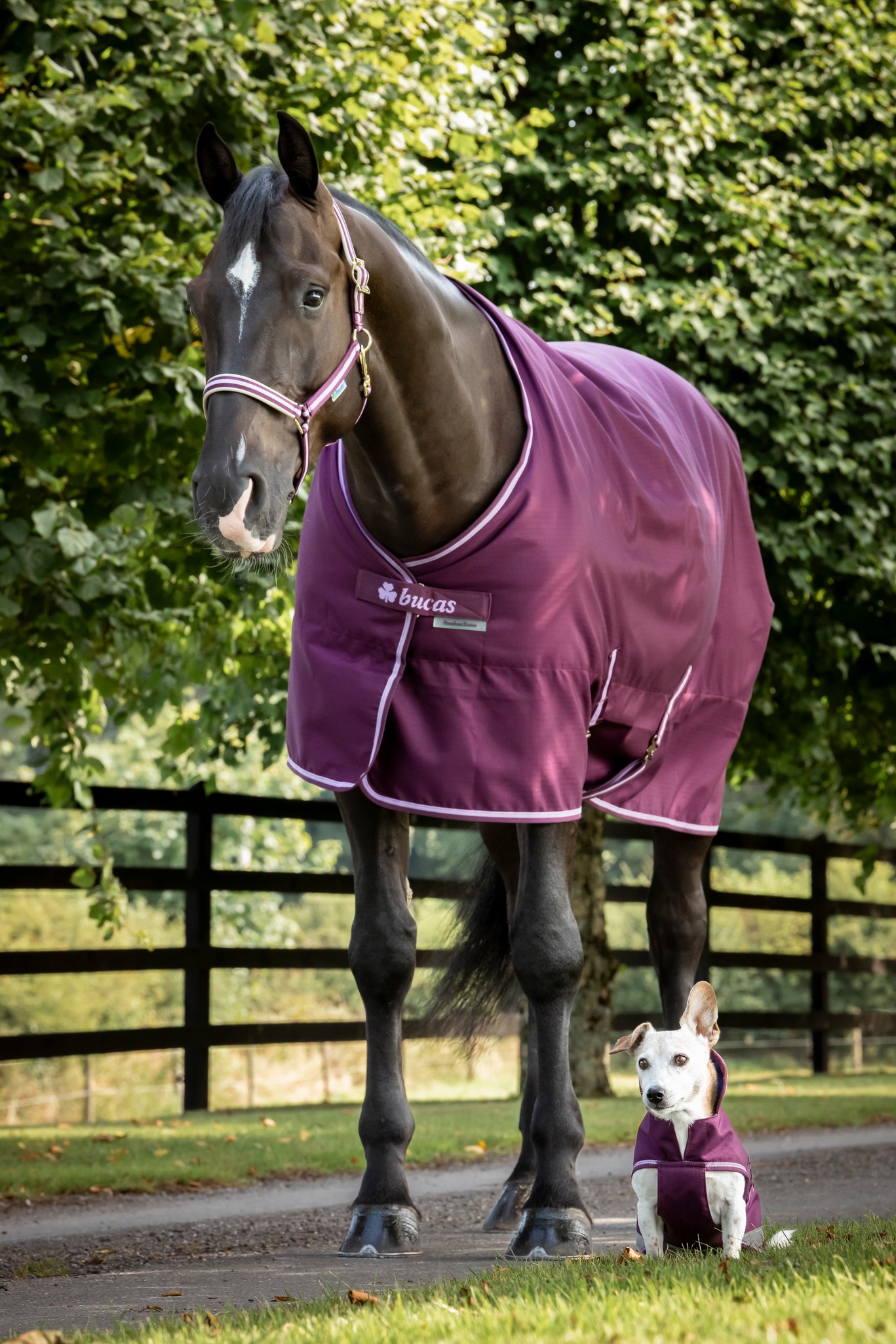 Stalldecke Freedom Stable 300 g in Blackberry