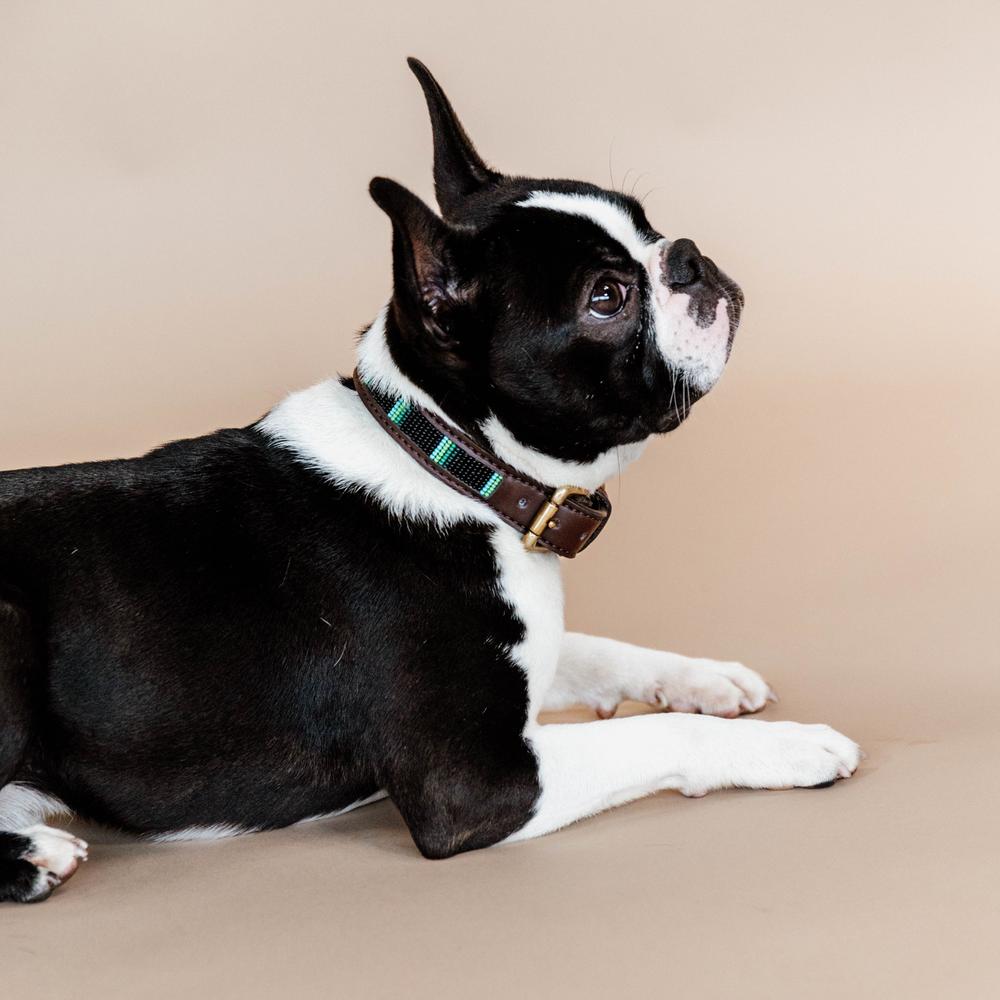 Hunde Halsband Handgemacht Pearls | Kentucky Dogwear