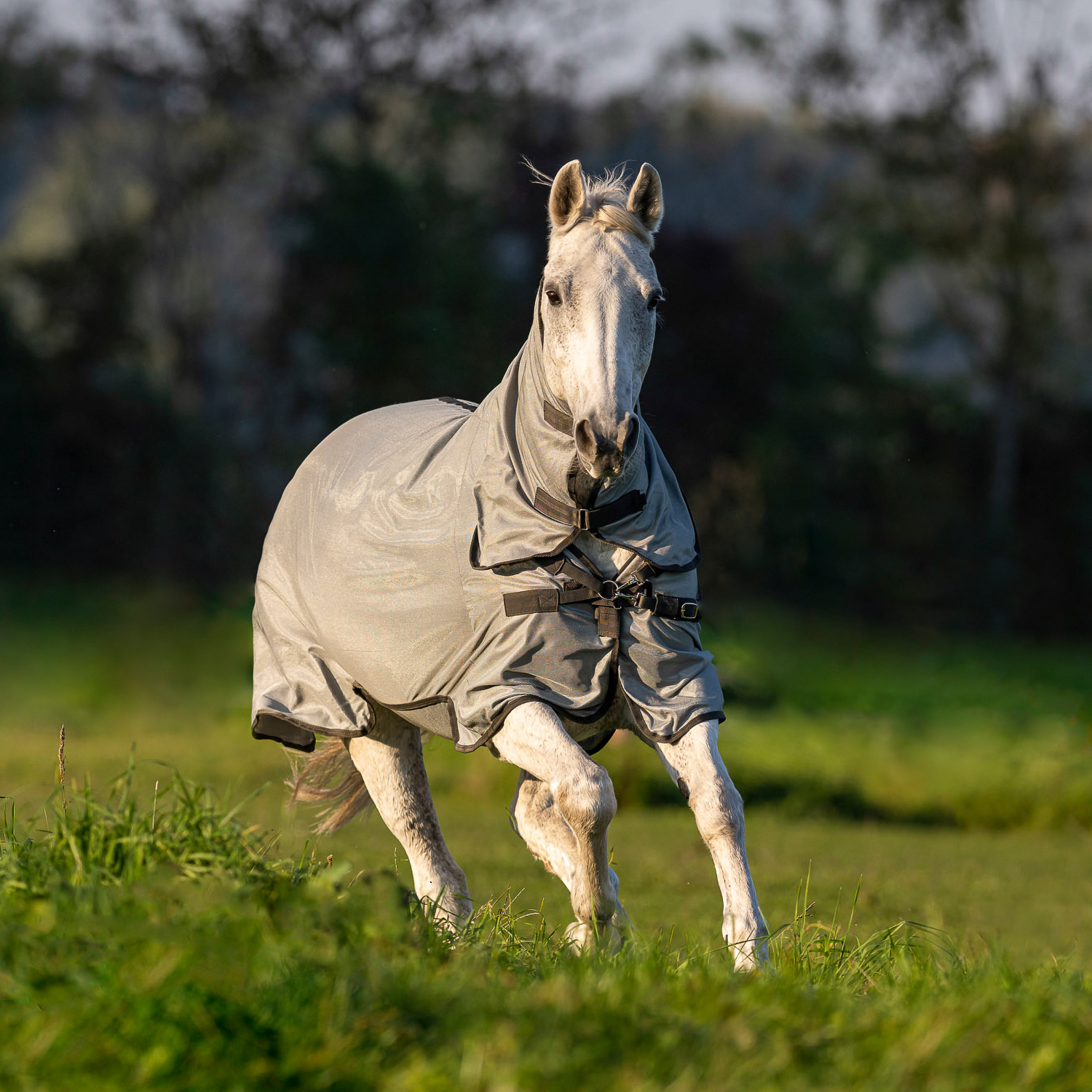 Outdoor fly rug Superb