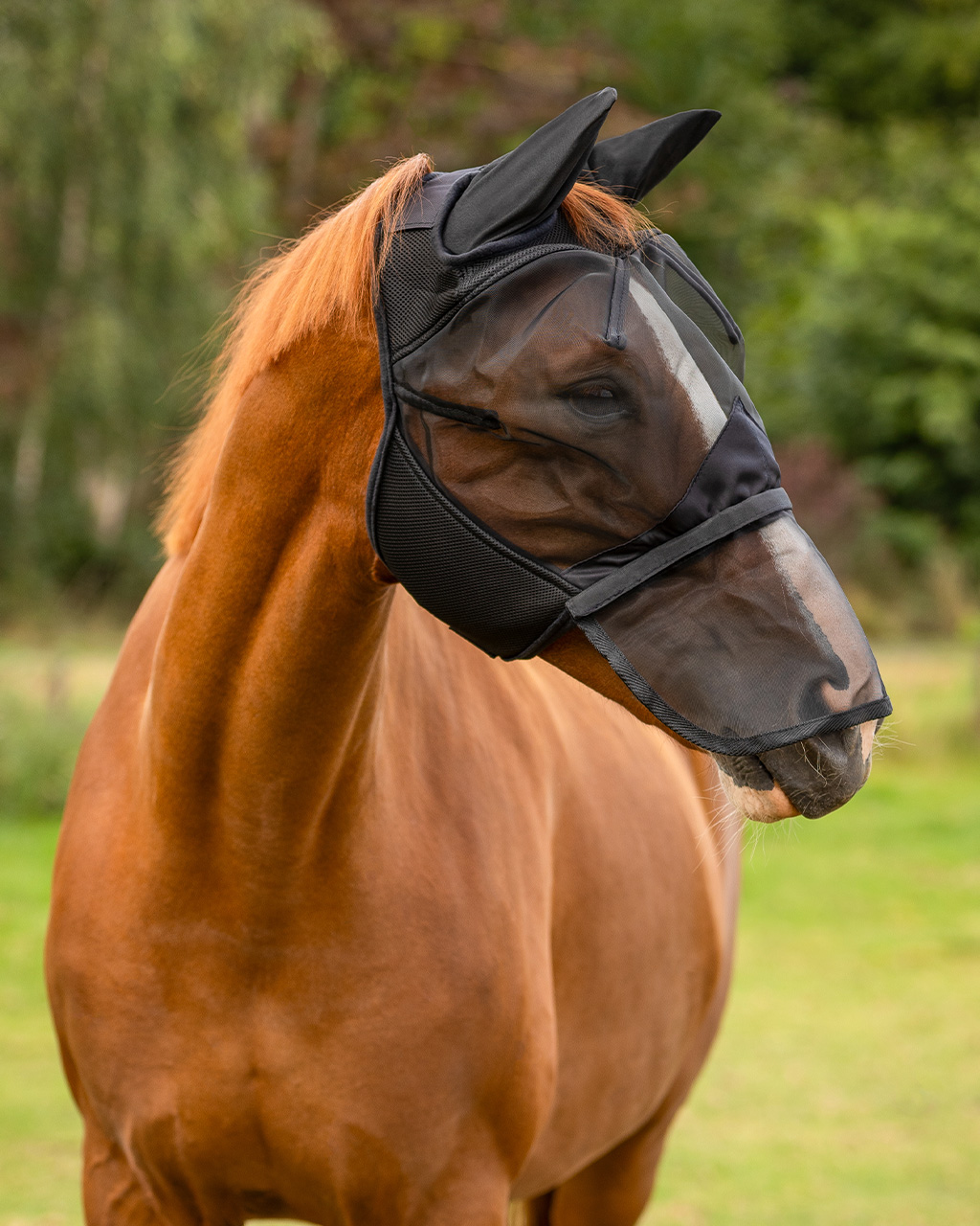 Fly mask with removable nose protection