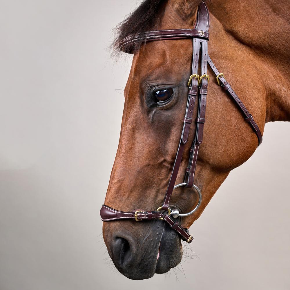 Trense mit verstellbarem hannoverschem Reithalfter DY | Dy'on