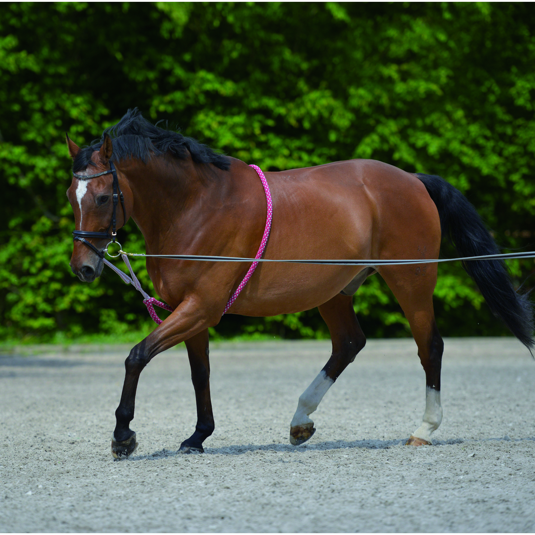 Lunging aid