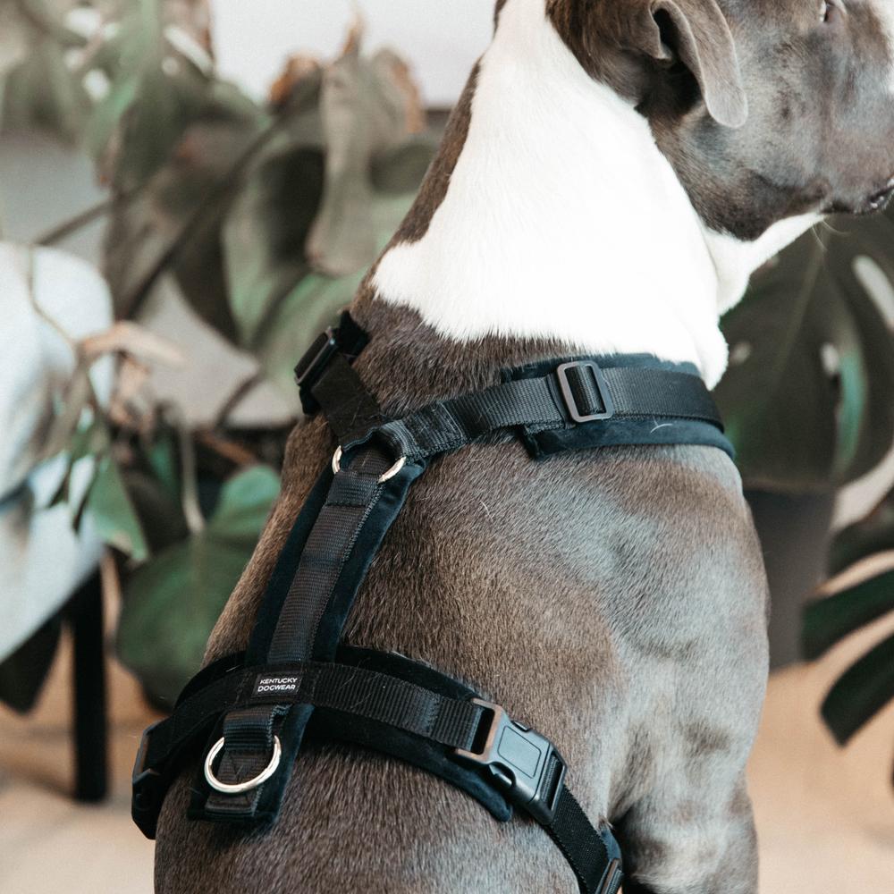 Harnais pour chien Aktiv Velvet