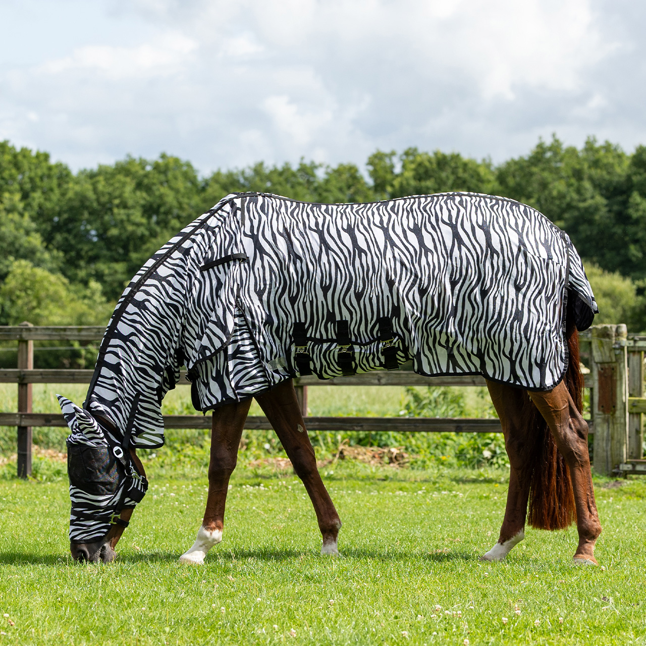 Fly rug with neck and bonnet