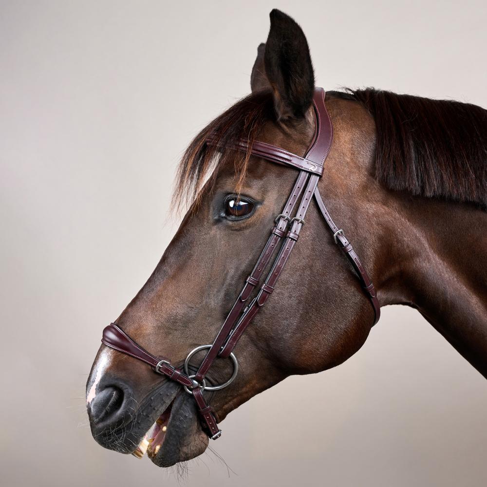 Trense mit verstellbarem hannoverschem Reithalfter NE