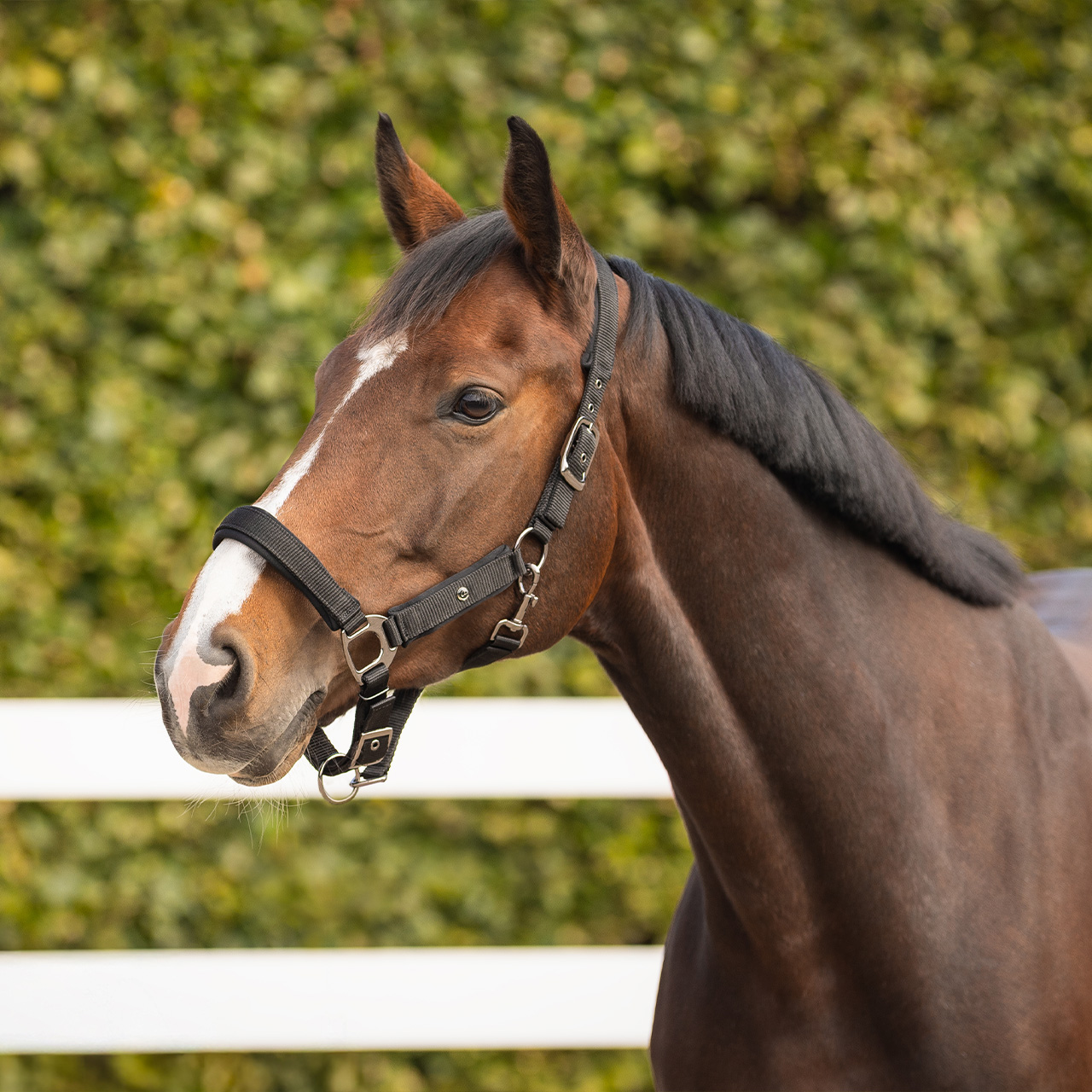 Halter Deluxe