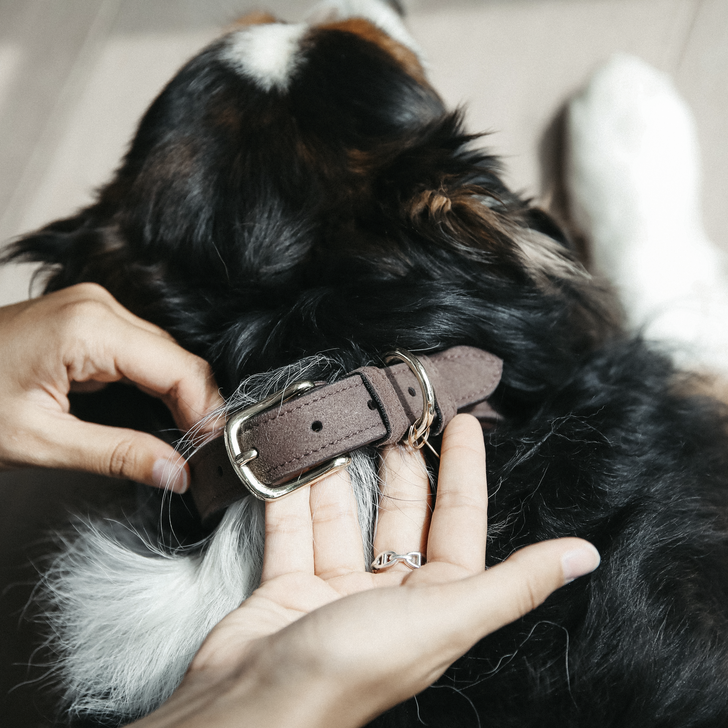 Velvet Leather dog collar