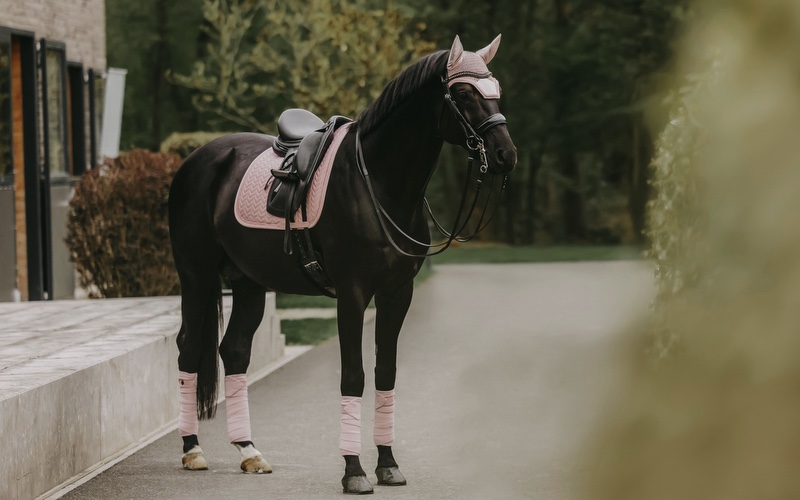 Sattelzubehör Kentucky Horsewear Schabracke