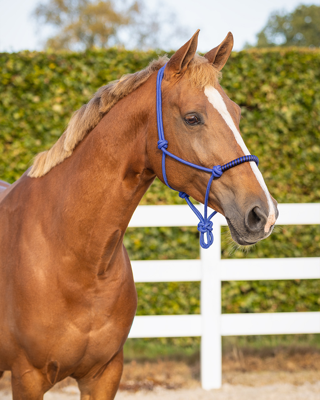 Knotted halter with clip