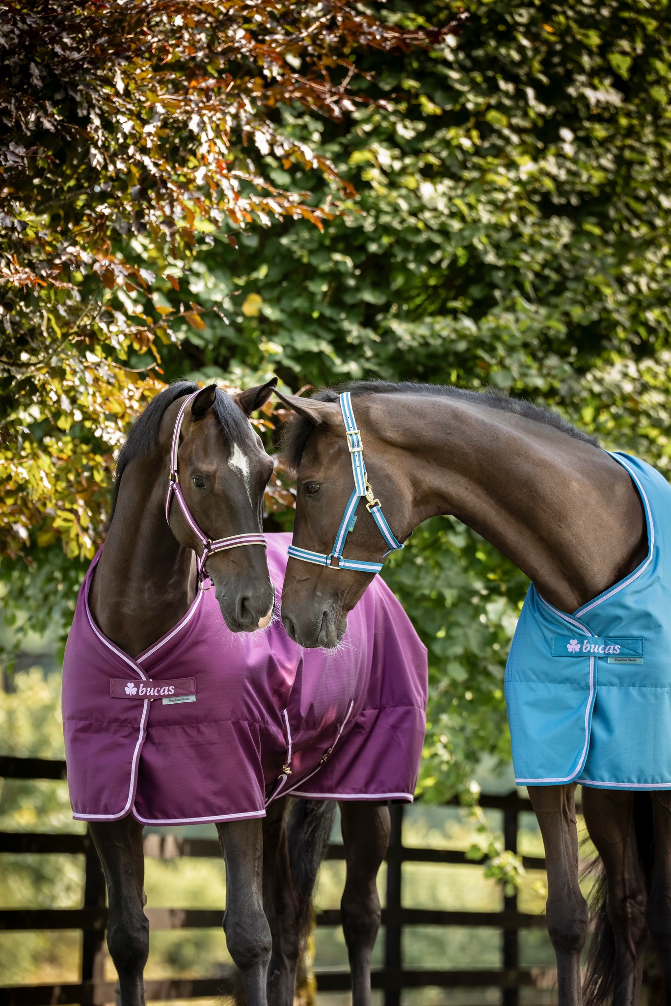Stalldecke Freedom Stable 300 g in Blackberry