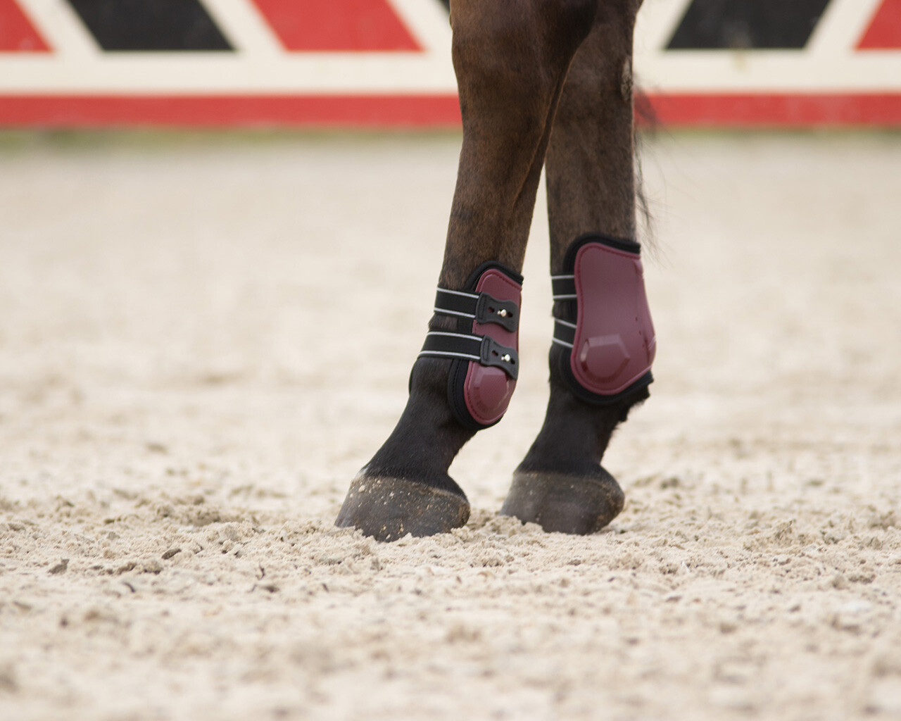Champion fetlock boots