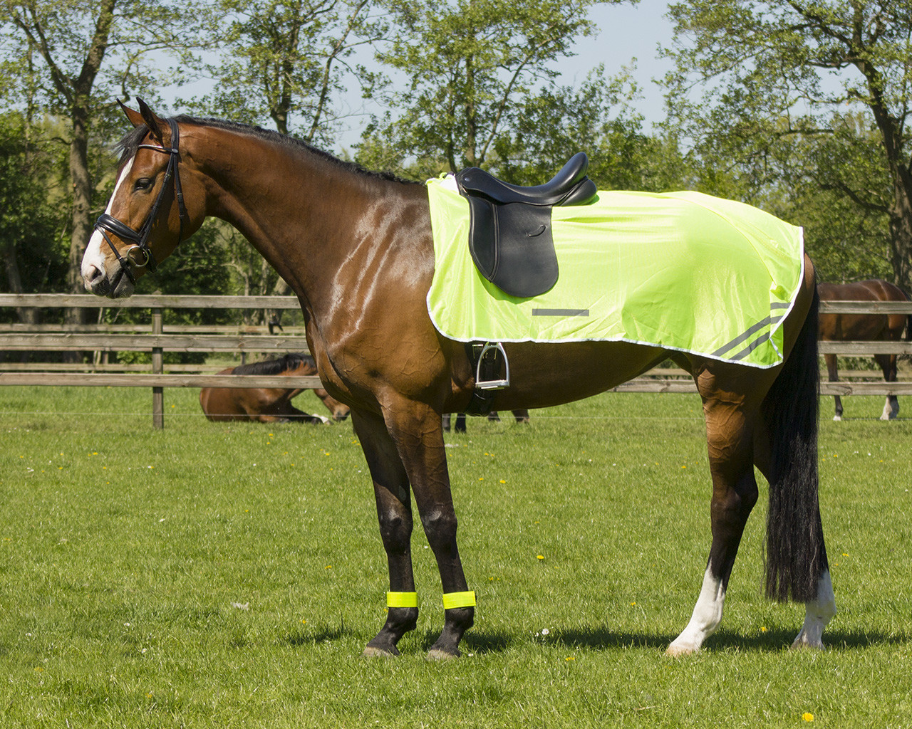 Riding rug Reflexions