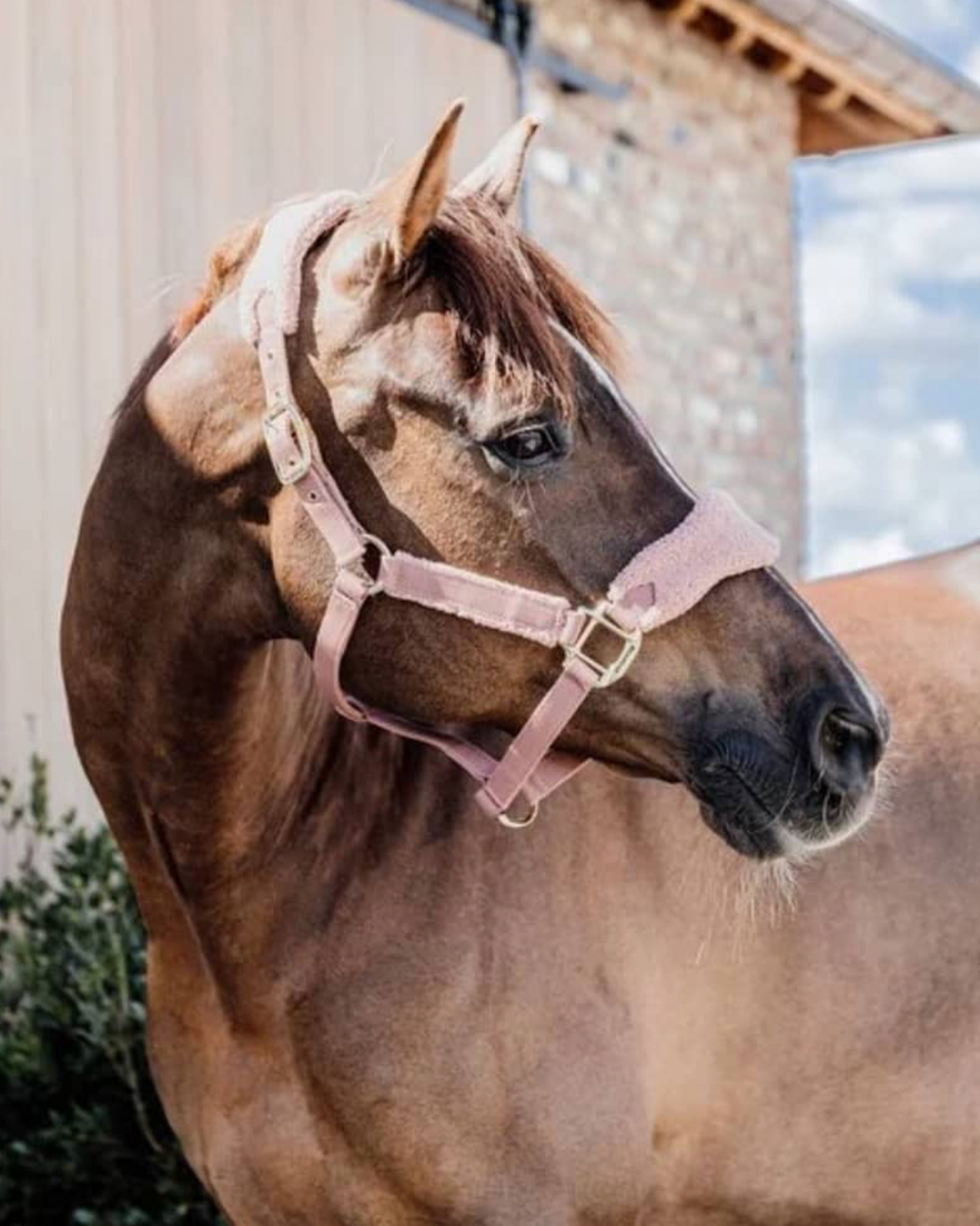 Halter Teddy Fleece