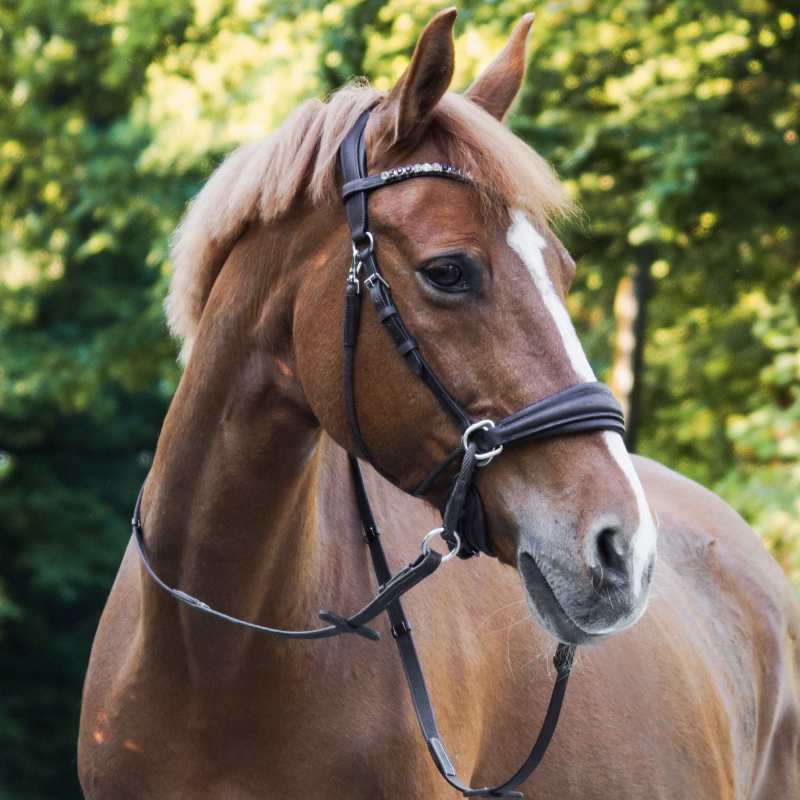 Trense "Cross Light" Gebisslos engl.