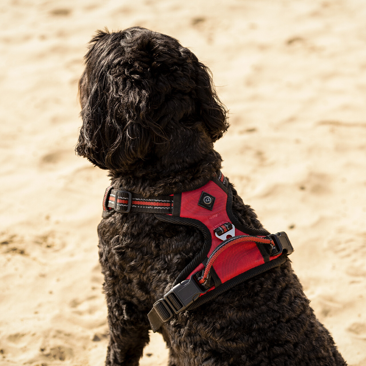 Hundegeschirr Collection