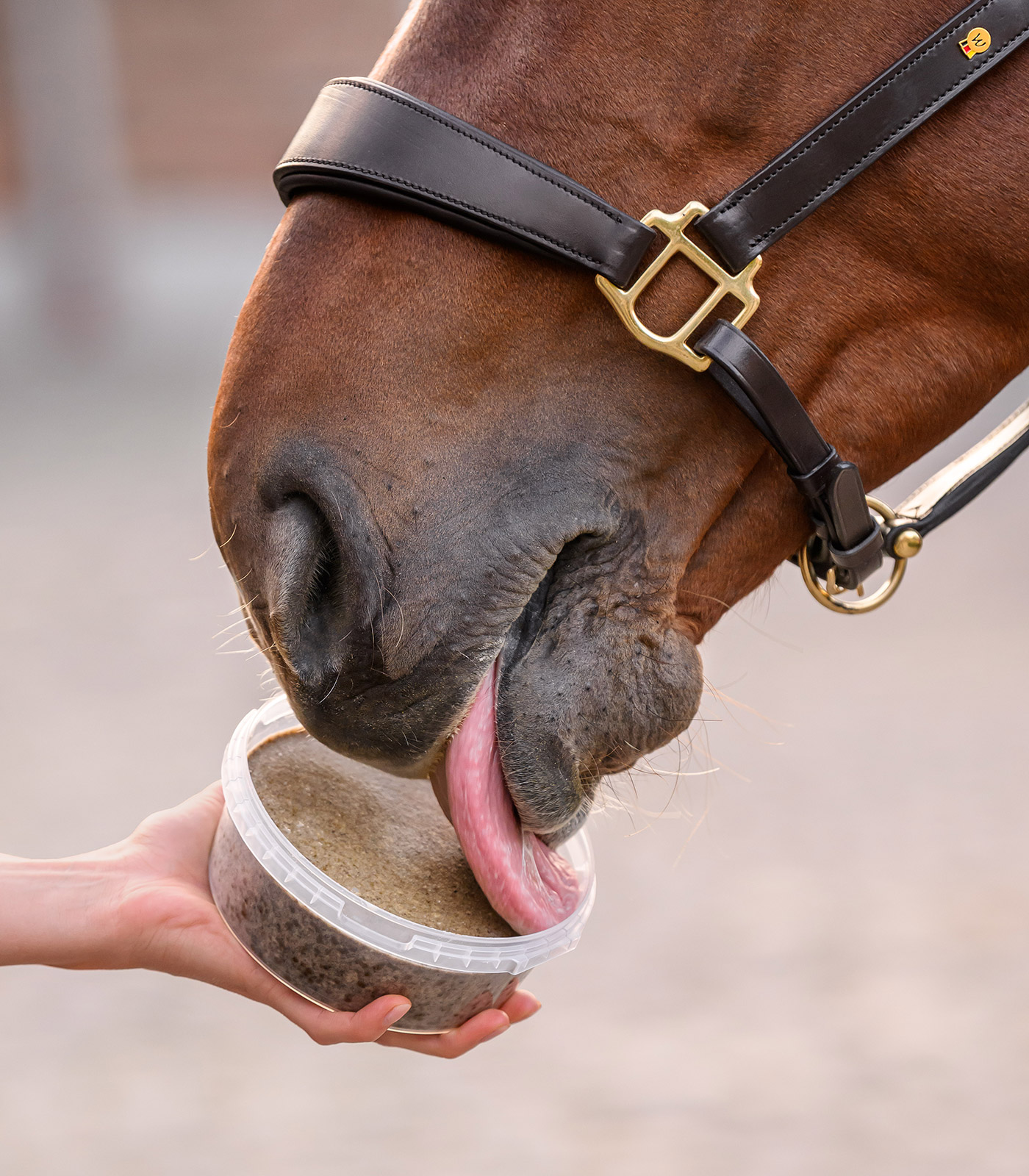 Bac à lécher StableSnack