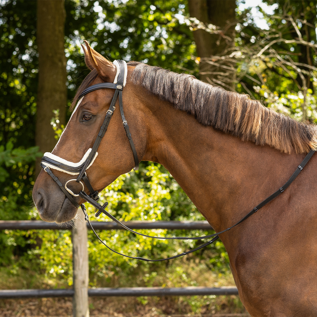 Snaffle Ontario