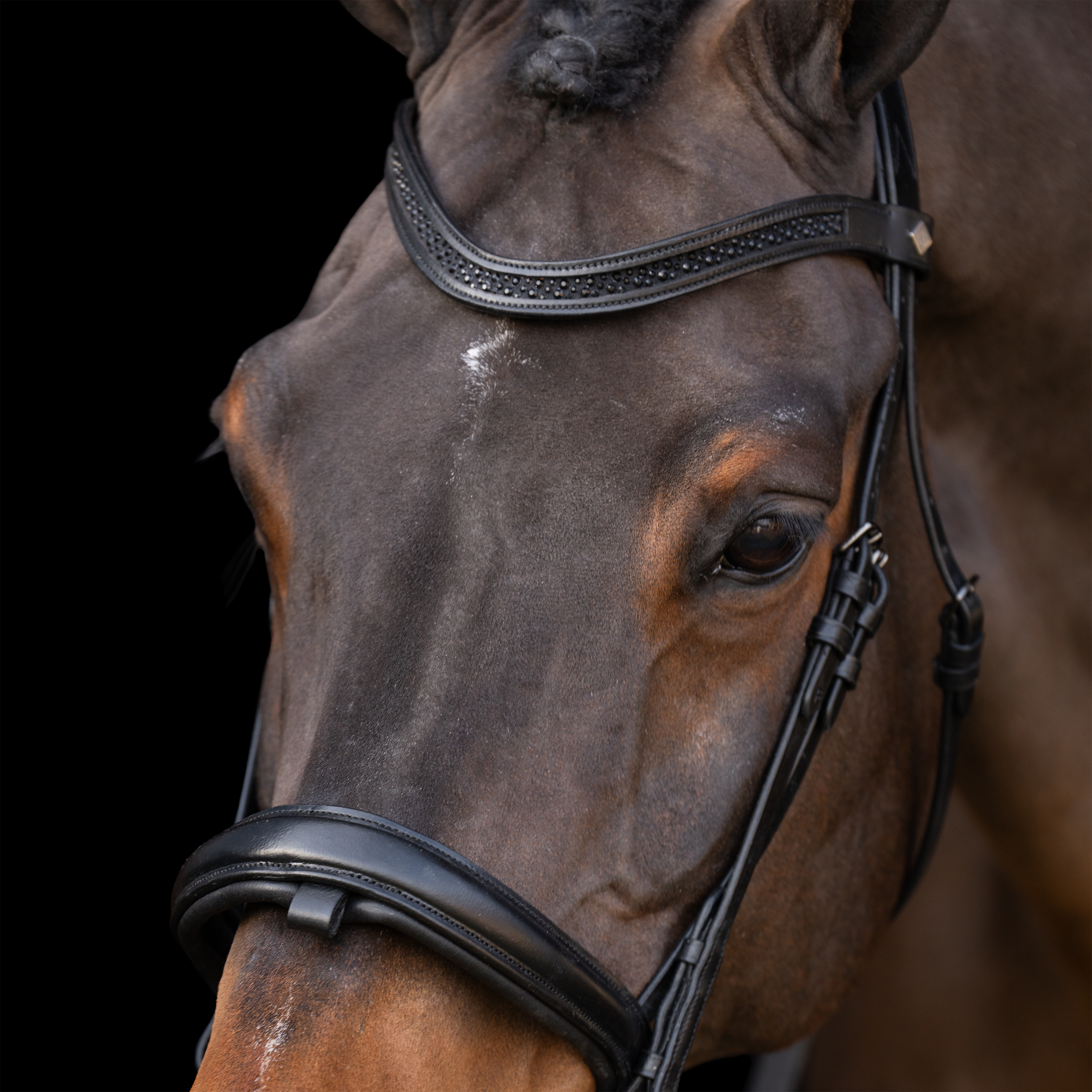 Snaffle bridle with English noseband