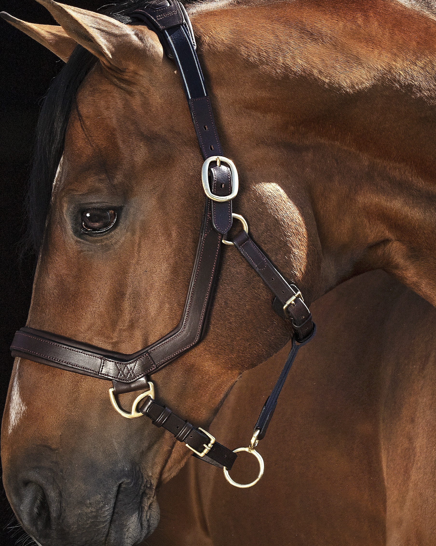 Halfter Rambo Micklem