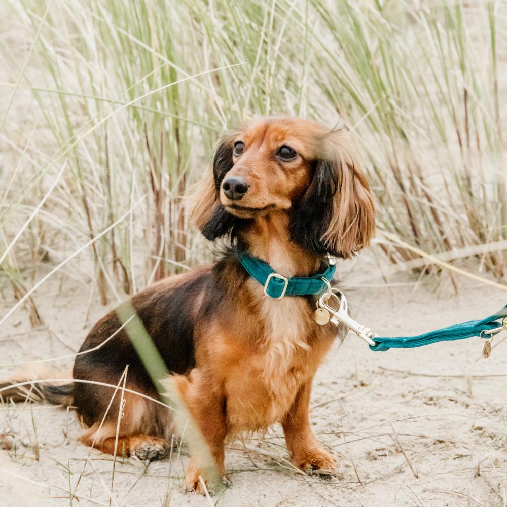 Hunde Halsband Velvet