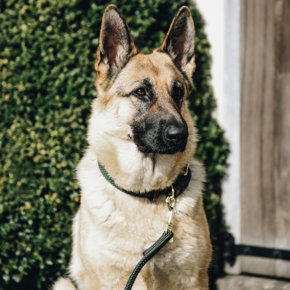 Dog lead Plaited Nylon 120 cm
