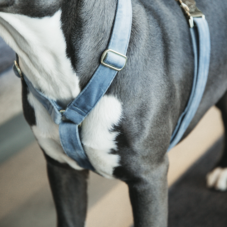 Loop Velvet dog harness