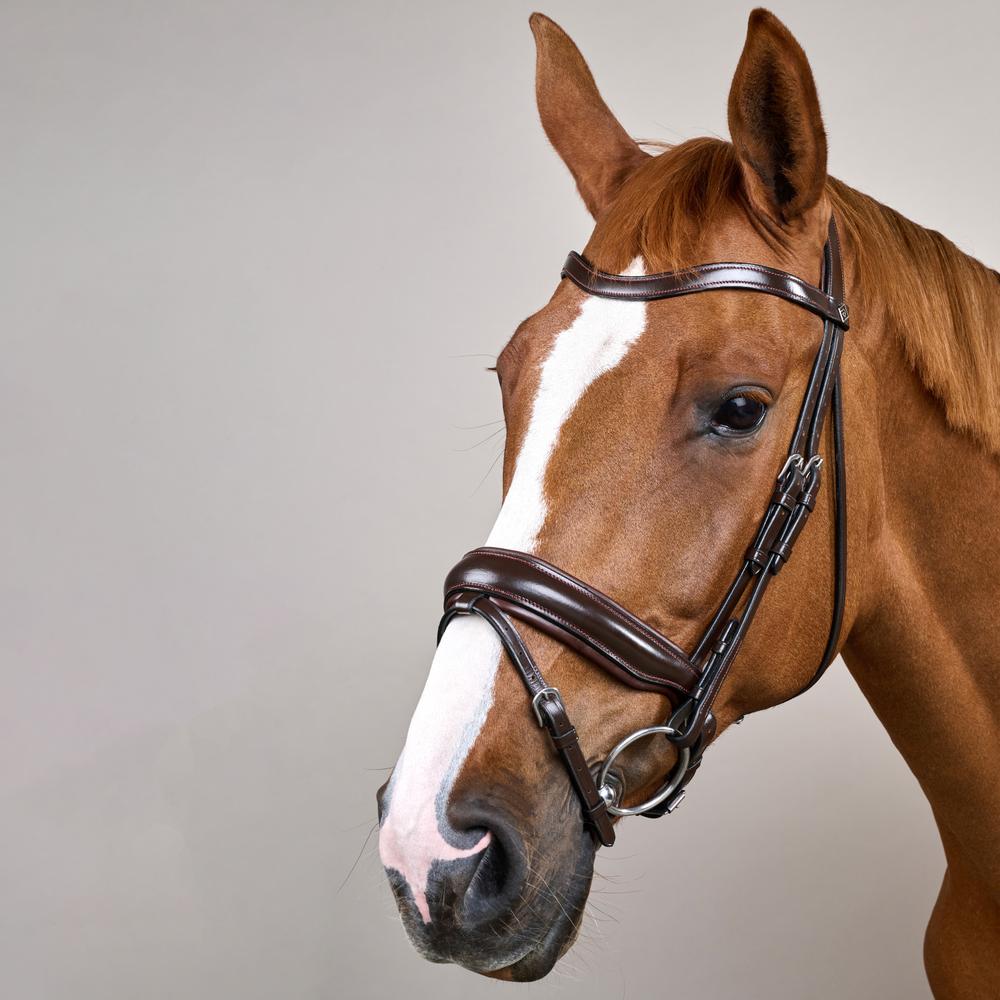 Trense mit breitem schwedischem Reithalfter WO