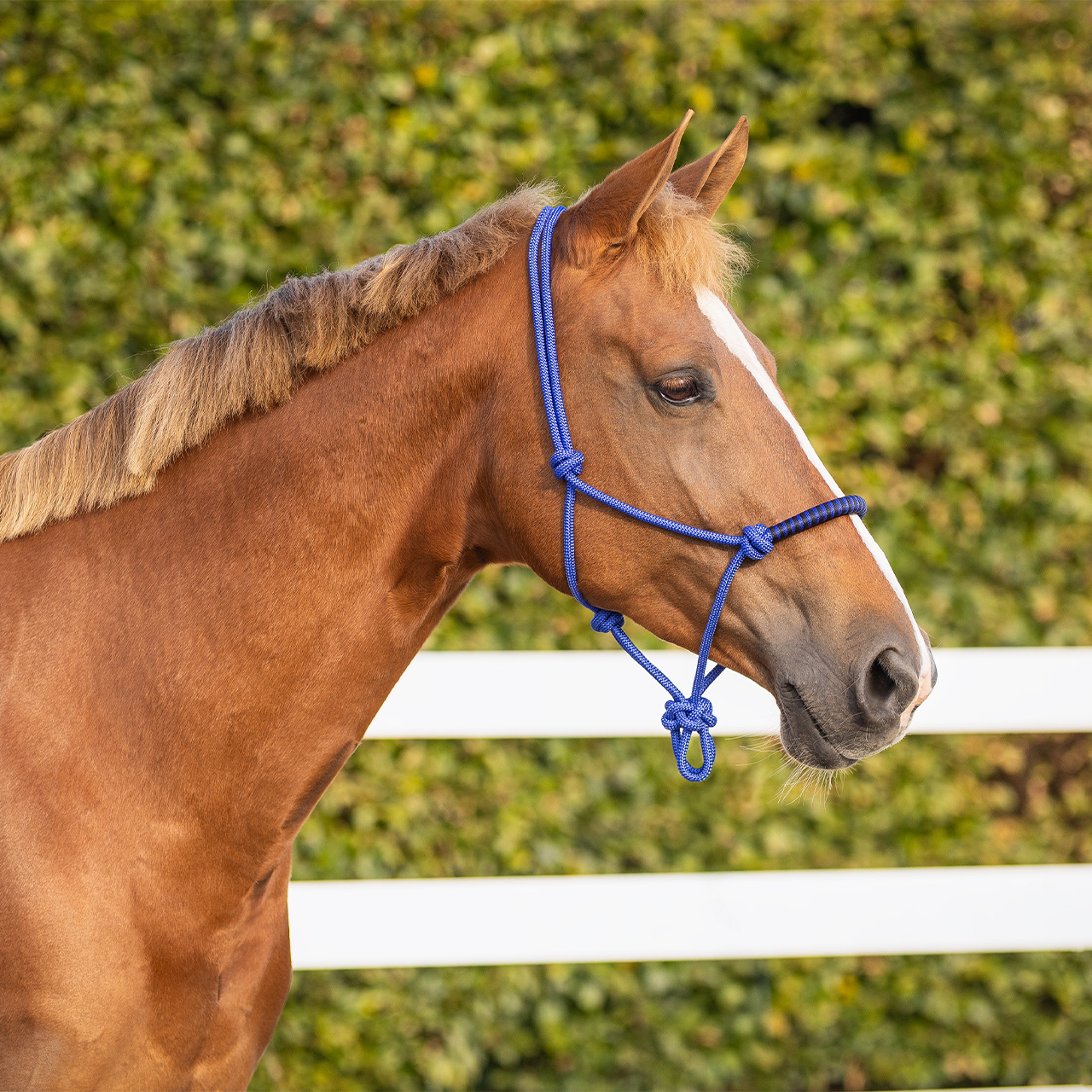 Knotted halter with clip