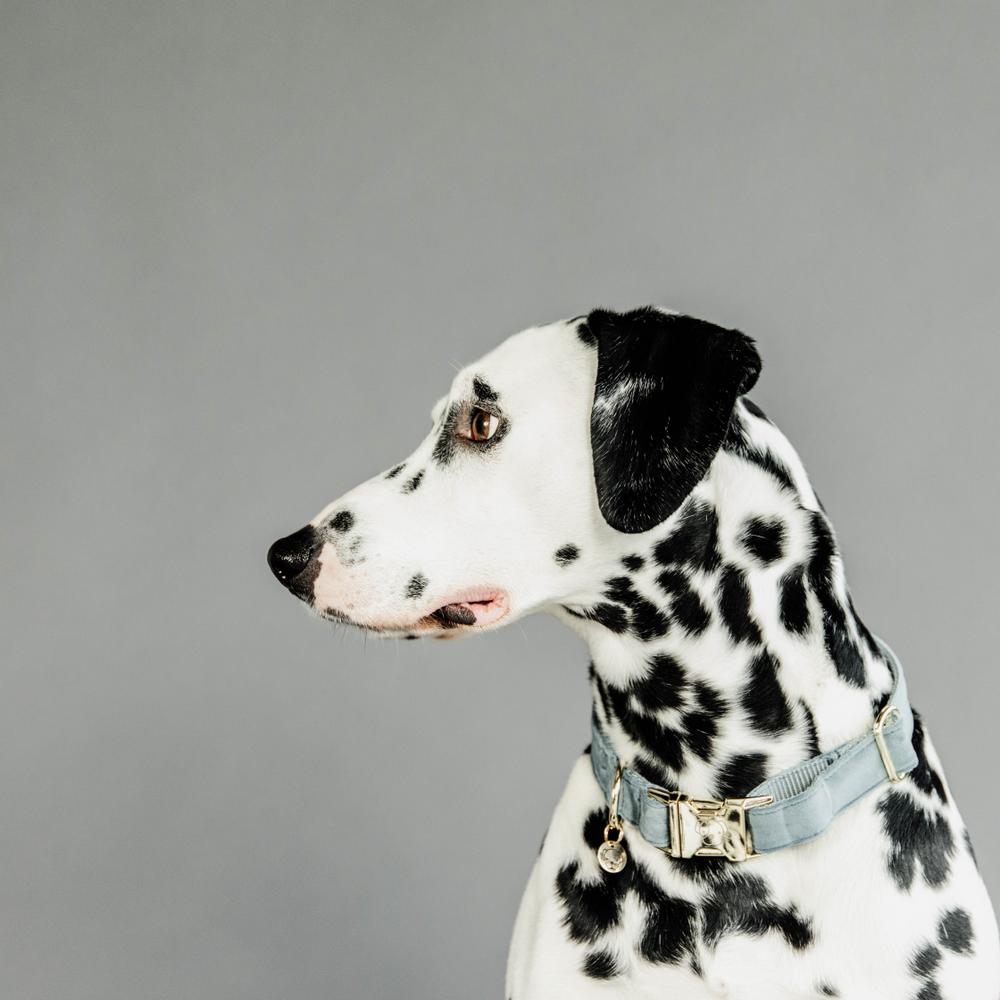 Hunde Halsband Velvet