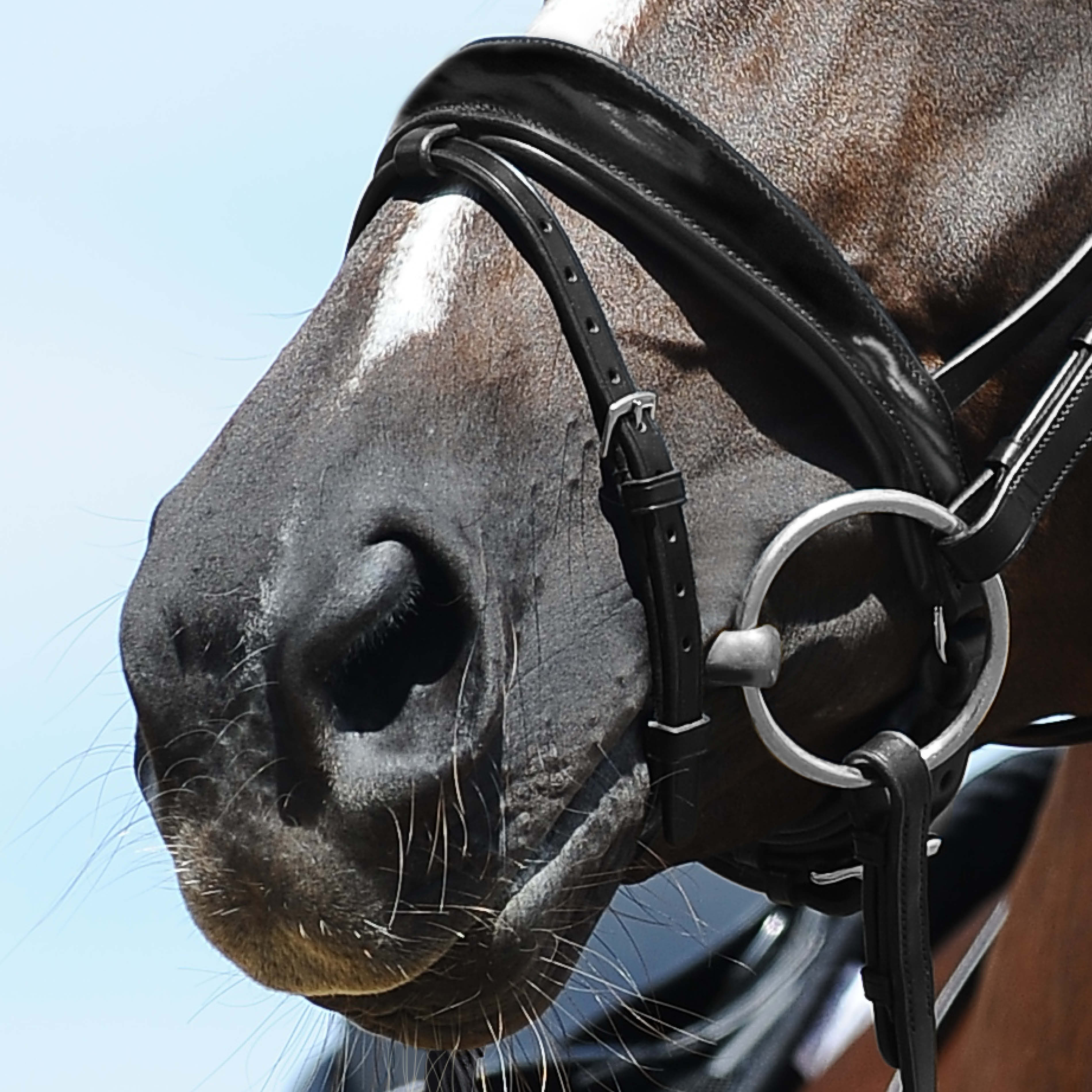 Anatomical noseband with patent leather in black