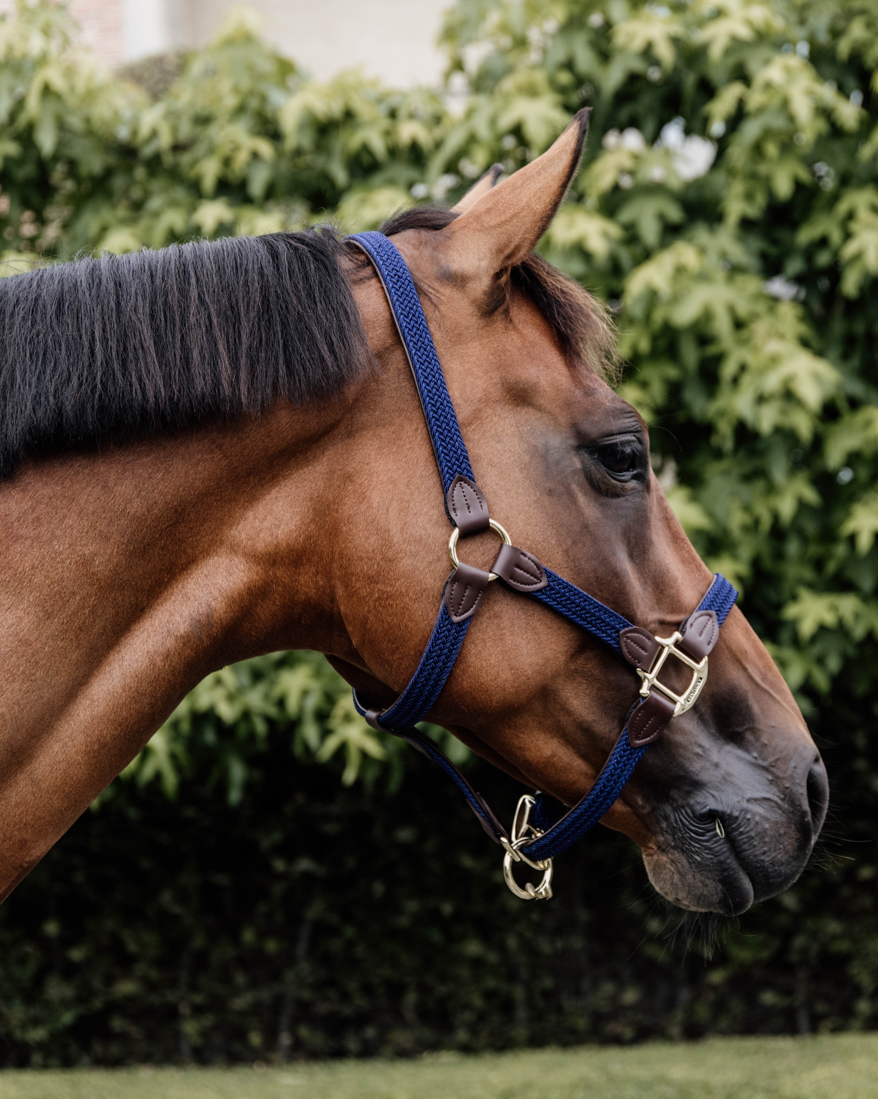 Halter Braided Nylon
