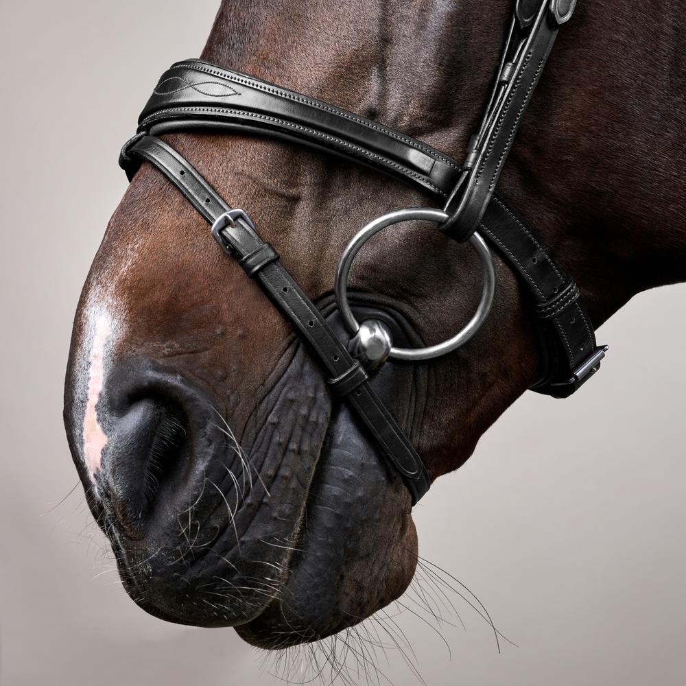 Anatomische Trense mit kombiniertem Reithalfter NE