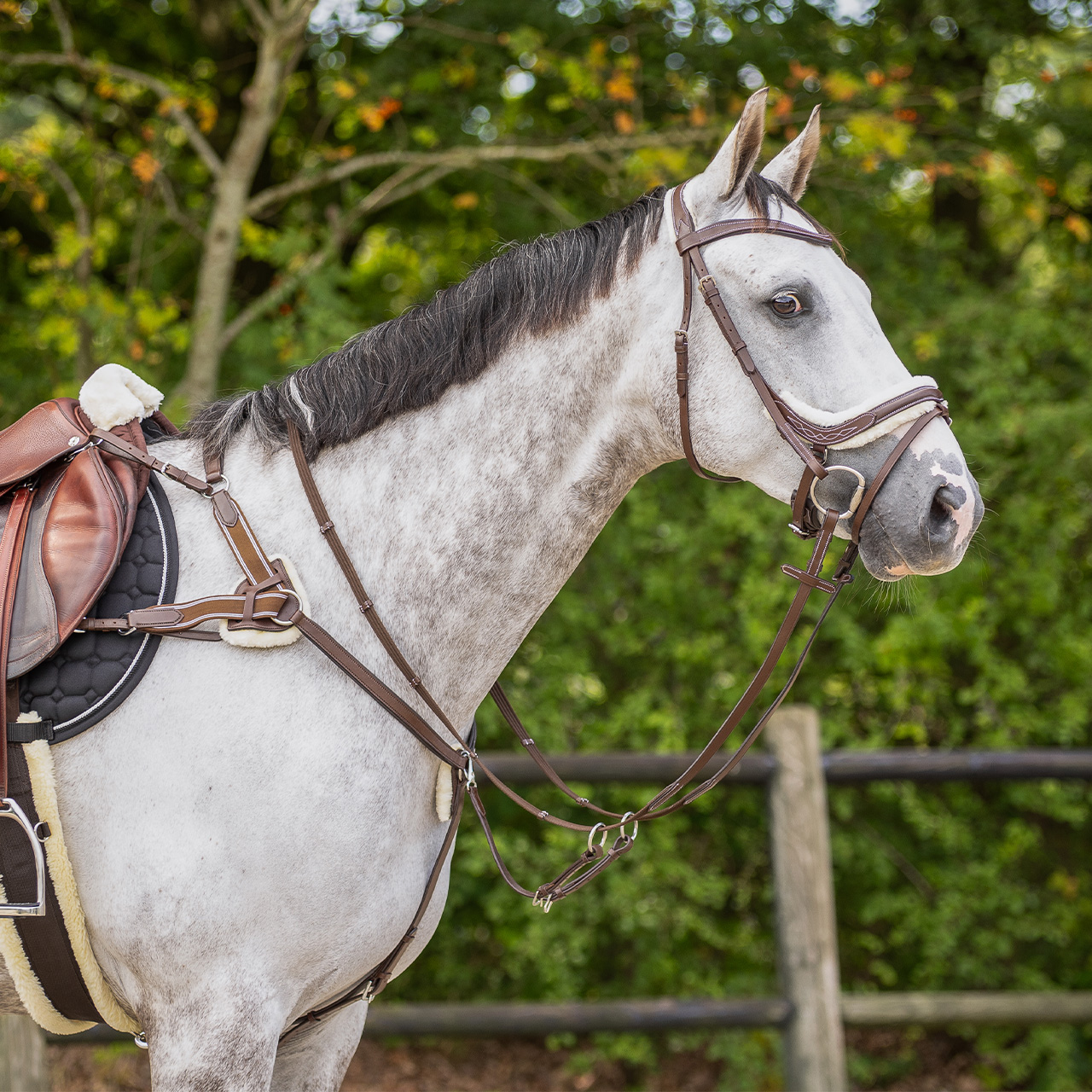 Snaffle Ontario