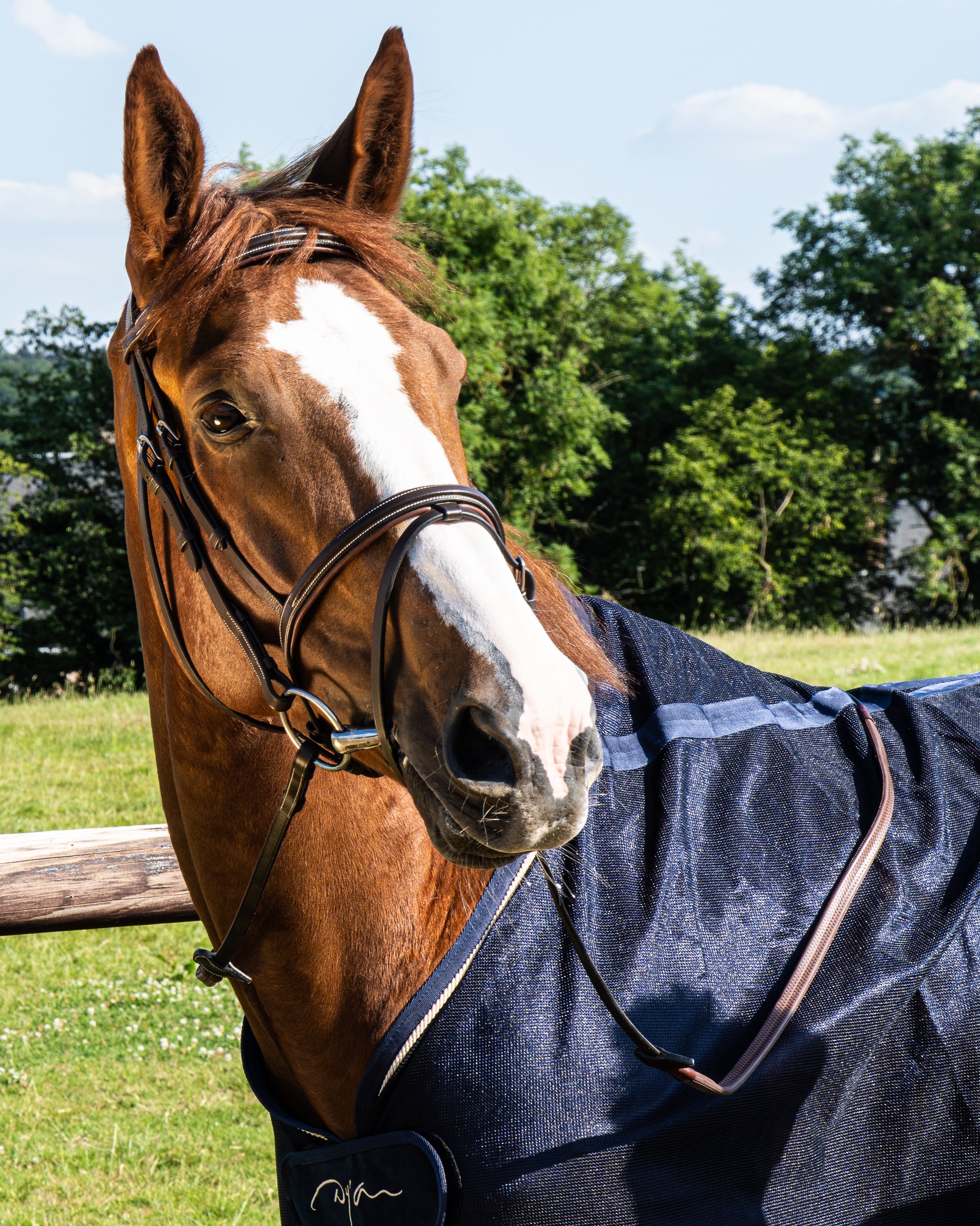 Snaffle Working combined