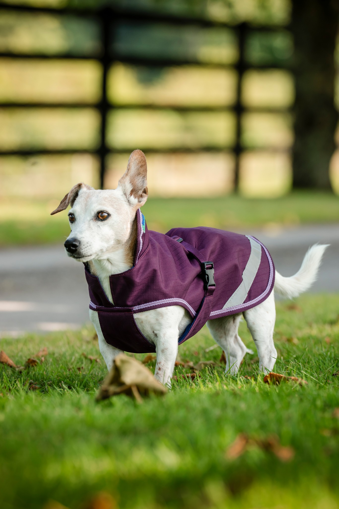 Hundedecke Freedom in Blackberry