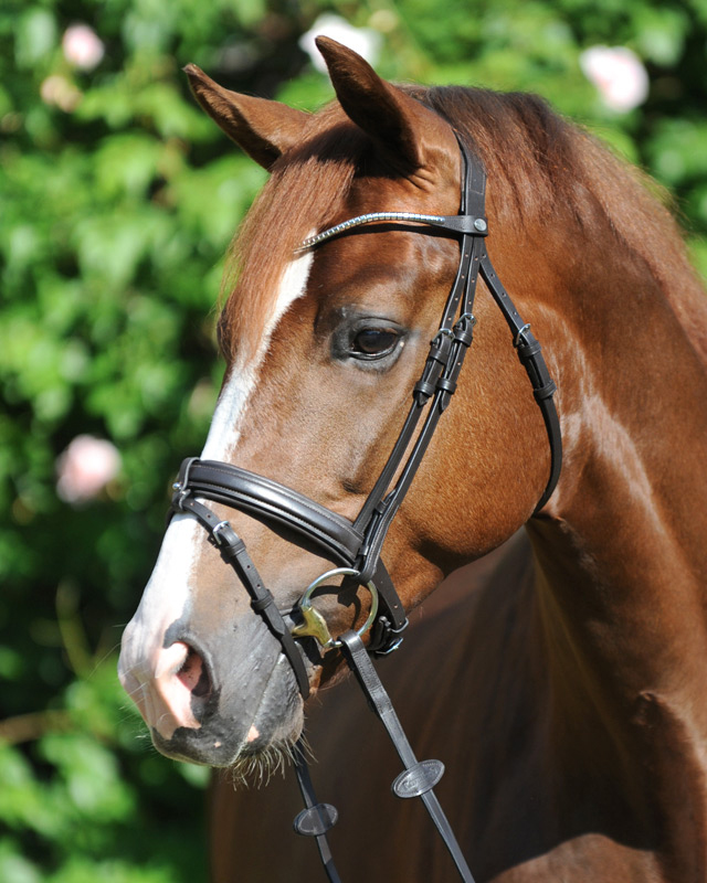 Trense "Clinchesse" eng.-komb.